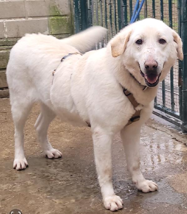 Easy, la dolcezza di un Labrador color miele Foto 3